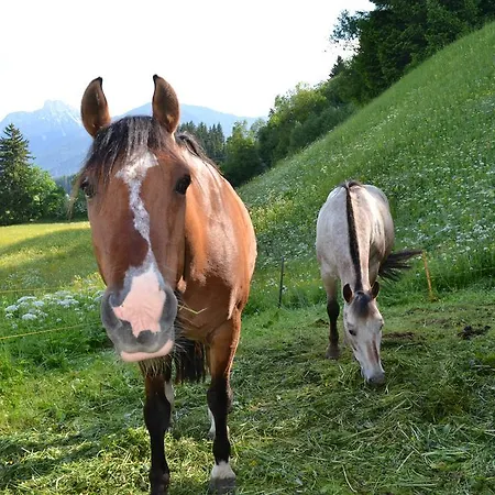 Guest house Waldrast Ehenbichl