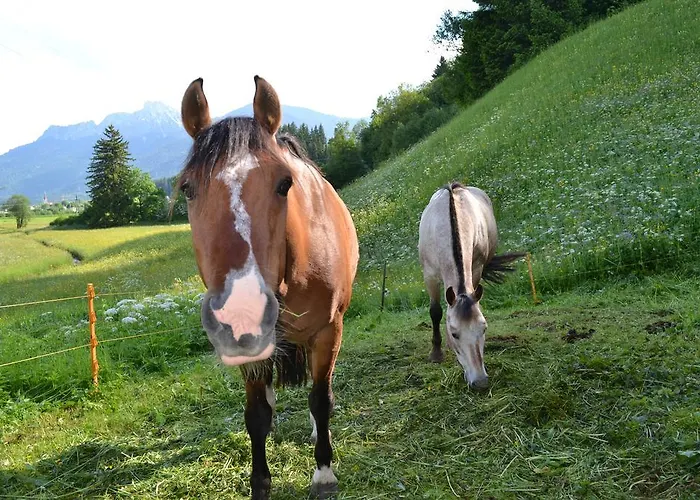 게스트하우스 Waldrast Ehenbichl